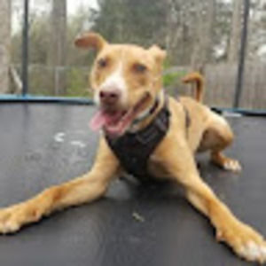 Meet your Posher, Jane